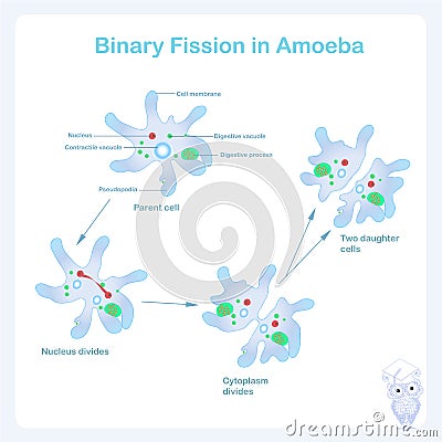 Amoeba reproduction scheme. Binary fission reproduction in amoeba Vector Illustration